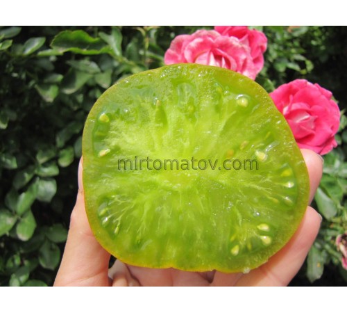 Гном Эмми из Огайо ( Dwarf Amy's Ohio)