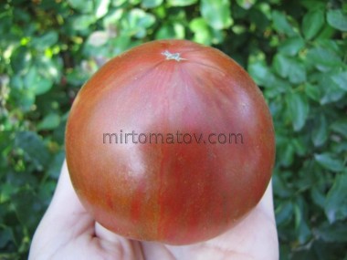 Гном Энди Форти (Dwarf Andy’s Forty)