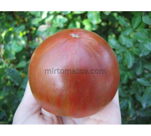 Гном Энди Форти (Dwarf Andy’s Forty)