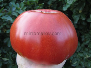 Яловиче Серце з Арегну (Cœur de Bœuf d'Aregnu)