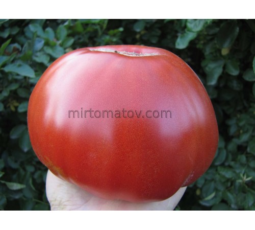 Яловиче Серце з Арегну (Cœur de Bœuf d'Aregnu)