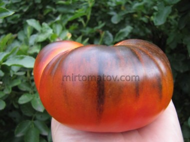 Блакитний Кастелло Рейнард (Blue Castell-Reynoard)