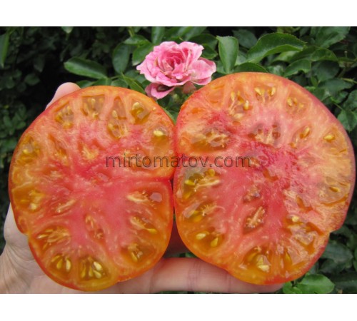 Blue Castell-Reynoard