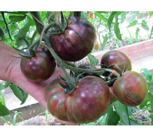 Далекий космос (Distant Space)