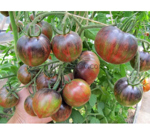 Далекий космос (Distant Space)