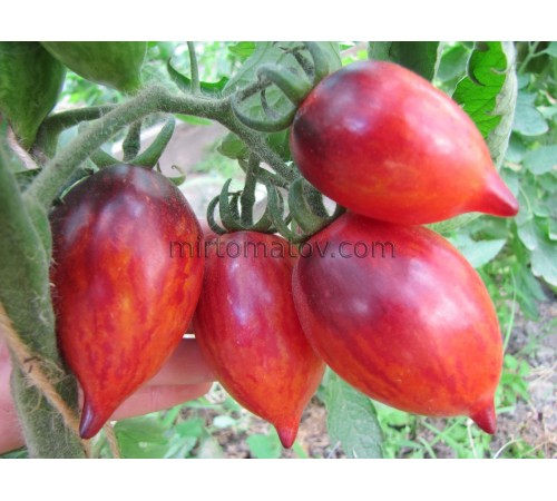 Загадка Полуничного Водоспаду (The Strawberry Falls Mystery)