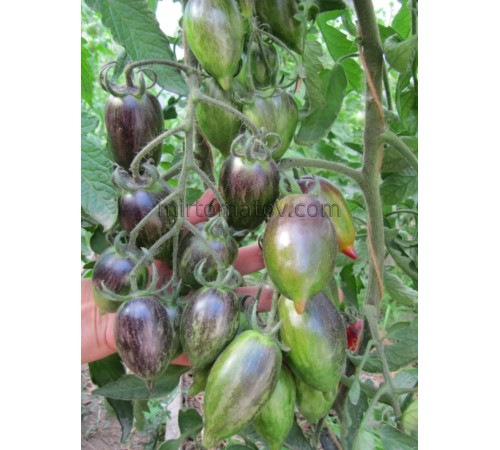 Загадка Полуничного Водоспаду (The Strawberry Falls Mystery)