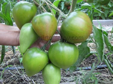 Зелене серце Софії (Sofia's green heart)