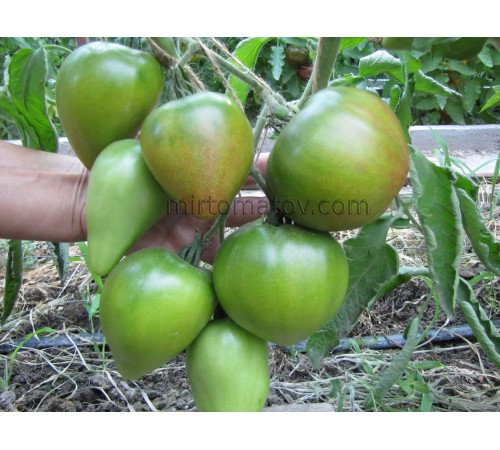 Зелене серце Софії (Sofia's green heart)