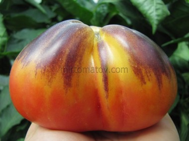 Золота чалма (Golden Turban)