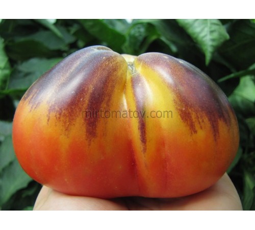 Золота чалма (Golden Turban)