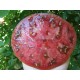 Клубничные Искры (Strawberry Sparkles)