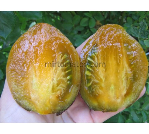 Охровая Вуаль (Ochre Veil)