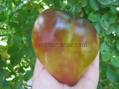 Чарівне Серце (Captivating Heart)