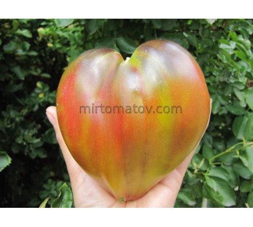 Чарівне Серце (Captivating Heart)