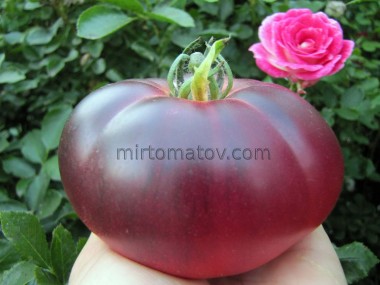 Чарівний аметист (Captivating Amethyst)
