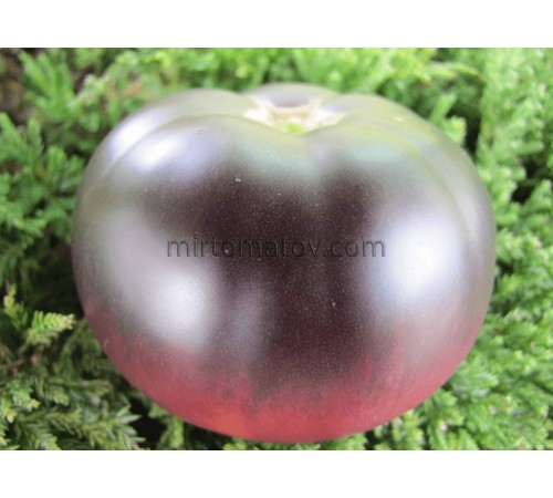 Чарівний аметист (Captivating Amethyst)