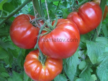 Whale tomatoes (Rosii de Baleni) 
