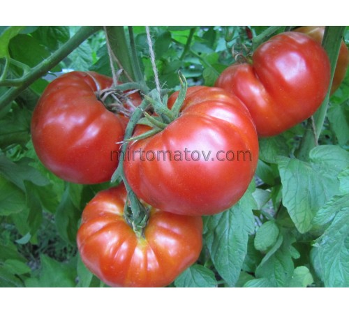 Whale tomatoes (Rosii de Baleni) 