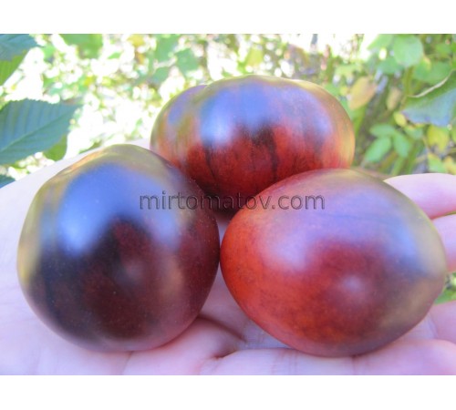 Blue truffle (Trufa Azul)