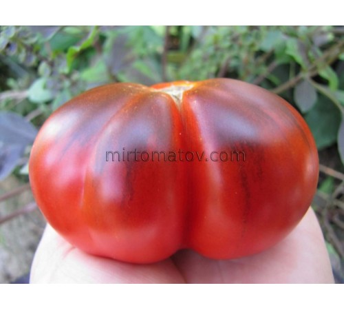 Blue truffle (Trufa Azul)