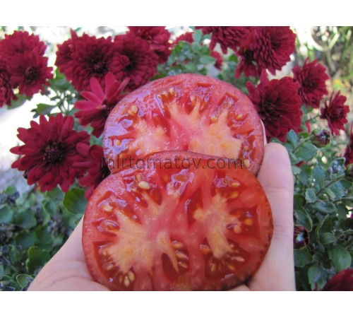 Blue truffle (Trufa Azul)