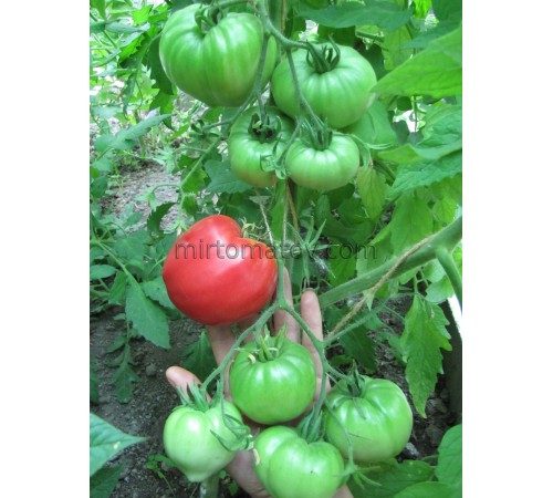 Грудь Индианки