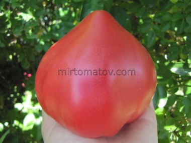 Nun's Breast (Mamella de Monja)