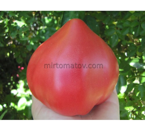 Nun's Breast (Mamella de Monja)