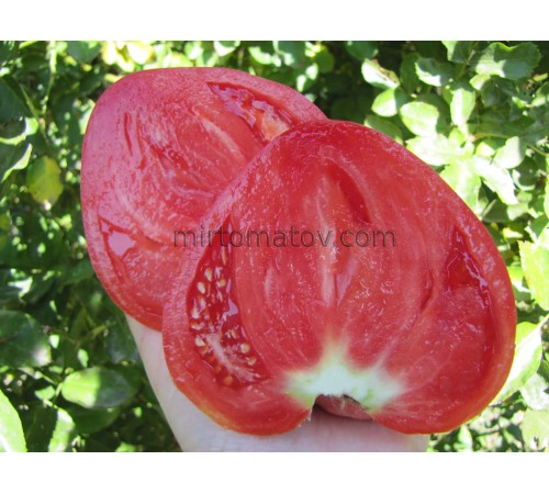 Nun's Breast (Mamella de Monja)