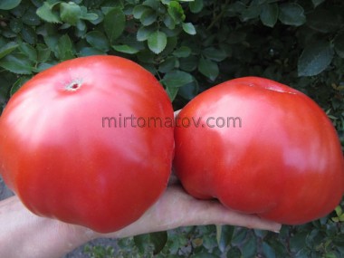 Сільська толстушка