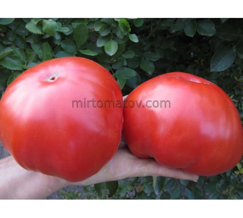 Сільська толстушка