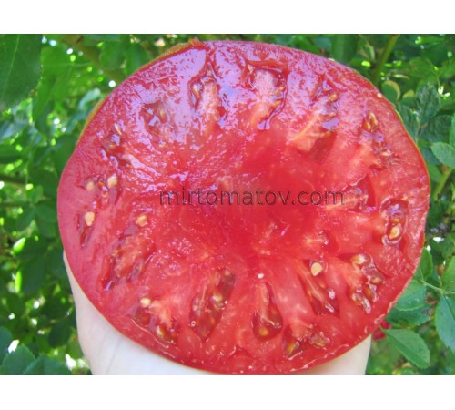 Сільська толстушка