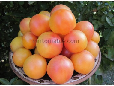 Melon cluster (Gajo de Melon)