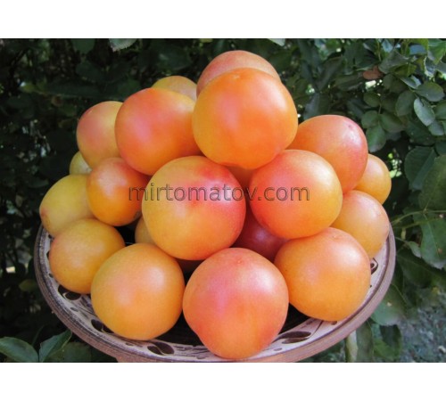 Melon cluster (Gajo de Melon)