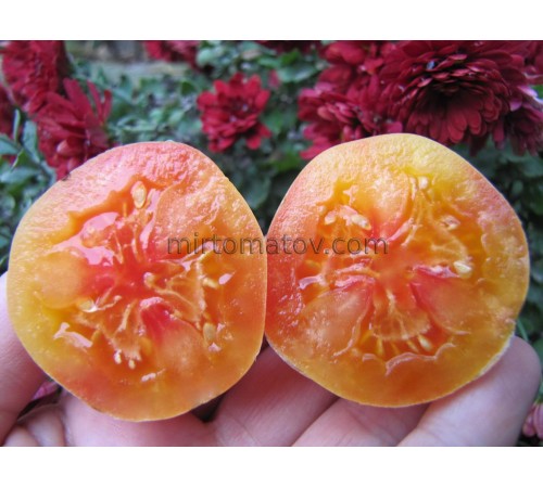 Melon cluster (Gajo de Melon)