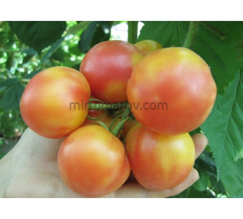 Melon cluster (Gajo de Melon)