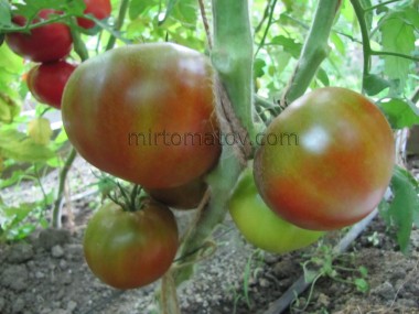 Uncle Albert's (Uncle Albert's)