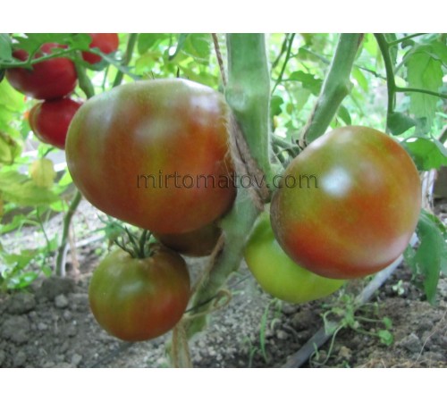 Uncle Albert's (Uncle Albert's)