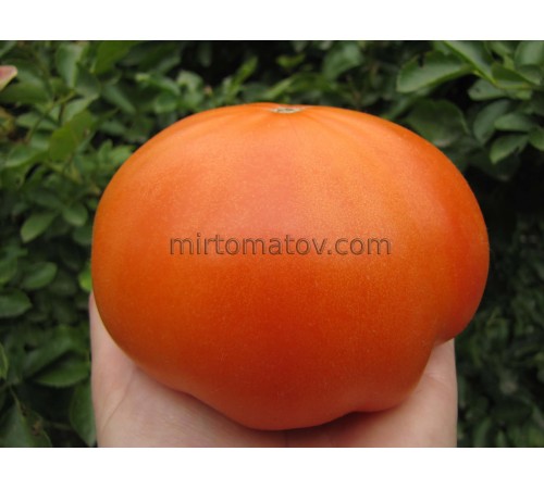 Желтый гигант Клода Брауна (Claude Brown's Yellow Giant)