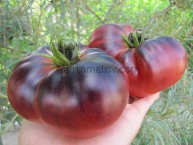 Star Dust x Black Beautiful