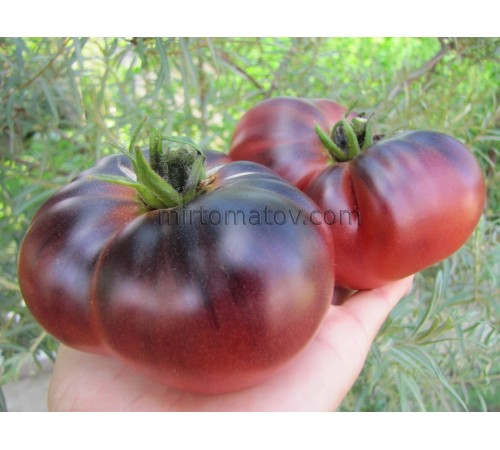 Star Dust x Black Beautiful