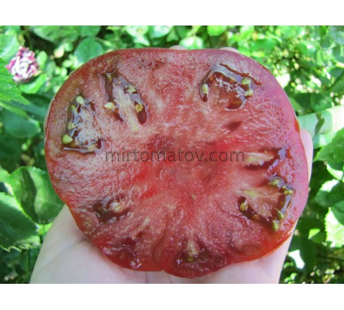 Star Dust x Black Beautiful