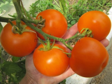 Золотой Ожаровский