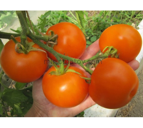 Золотой Ожаровский