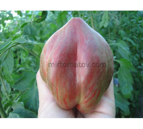 Золотой меч (Golden sword)