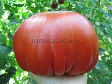 Італійська пампушка Тежелеї (Italiano Tumbler Tejelei)