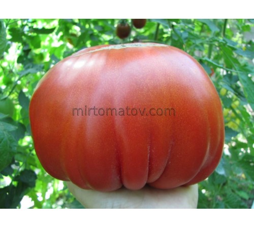 Італійська пампушка Тежелеї (Italiano Tumbler Tejelei)