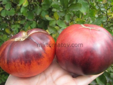 Італійська Синя (Italian blue)