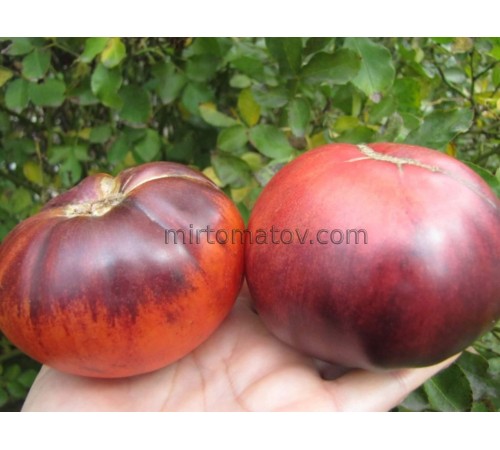 Італійська Синя (Italian blue)